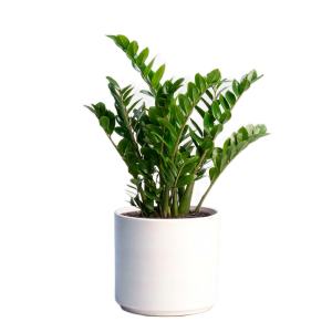 گیاه طبیعی زاموفیلیا کد S12